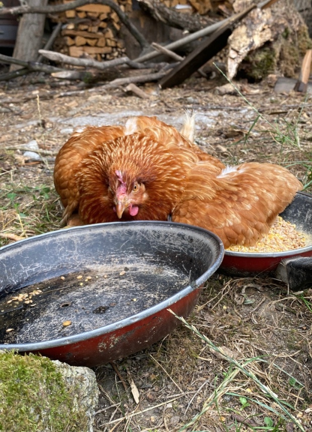 Imagen de una gallina de tonos marrones, está tumbada en el suelo junto a dos sartenes viejas que contienen agua y alimento