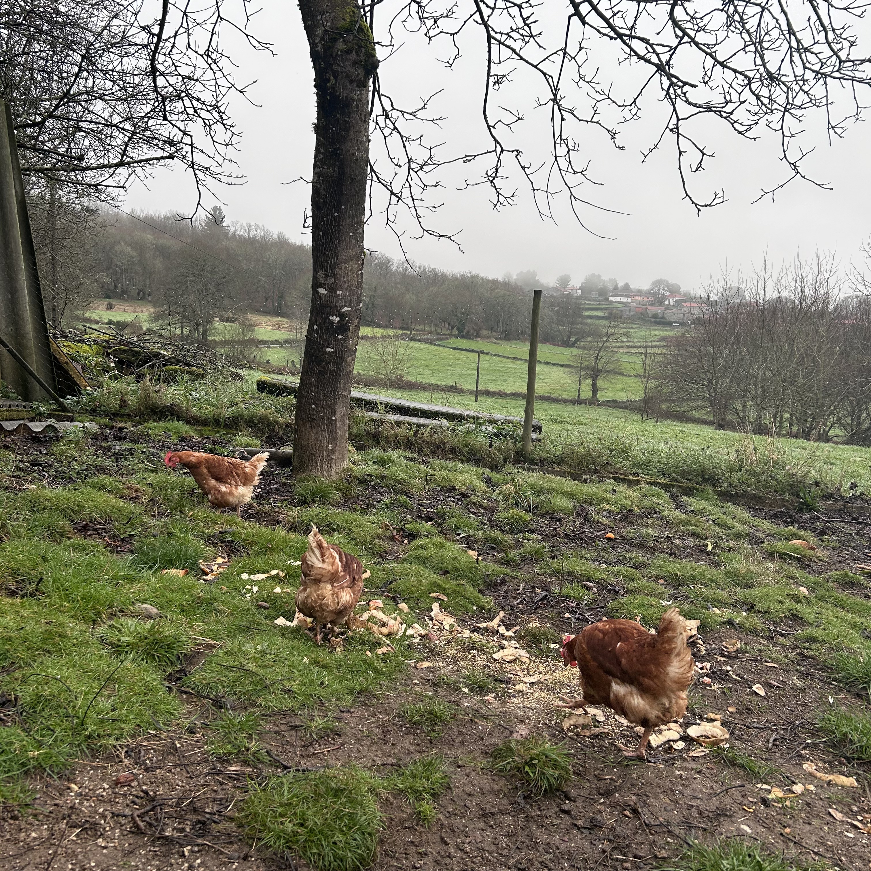 Fotografía donde se ve a las tres gallinas de las que habla el texto comiendo restos esparcidos por el suelo. De fondo campos verdes y con árboles sin hojas.